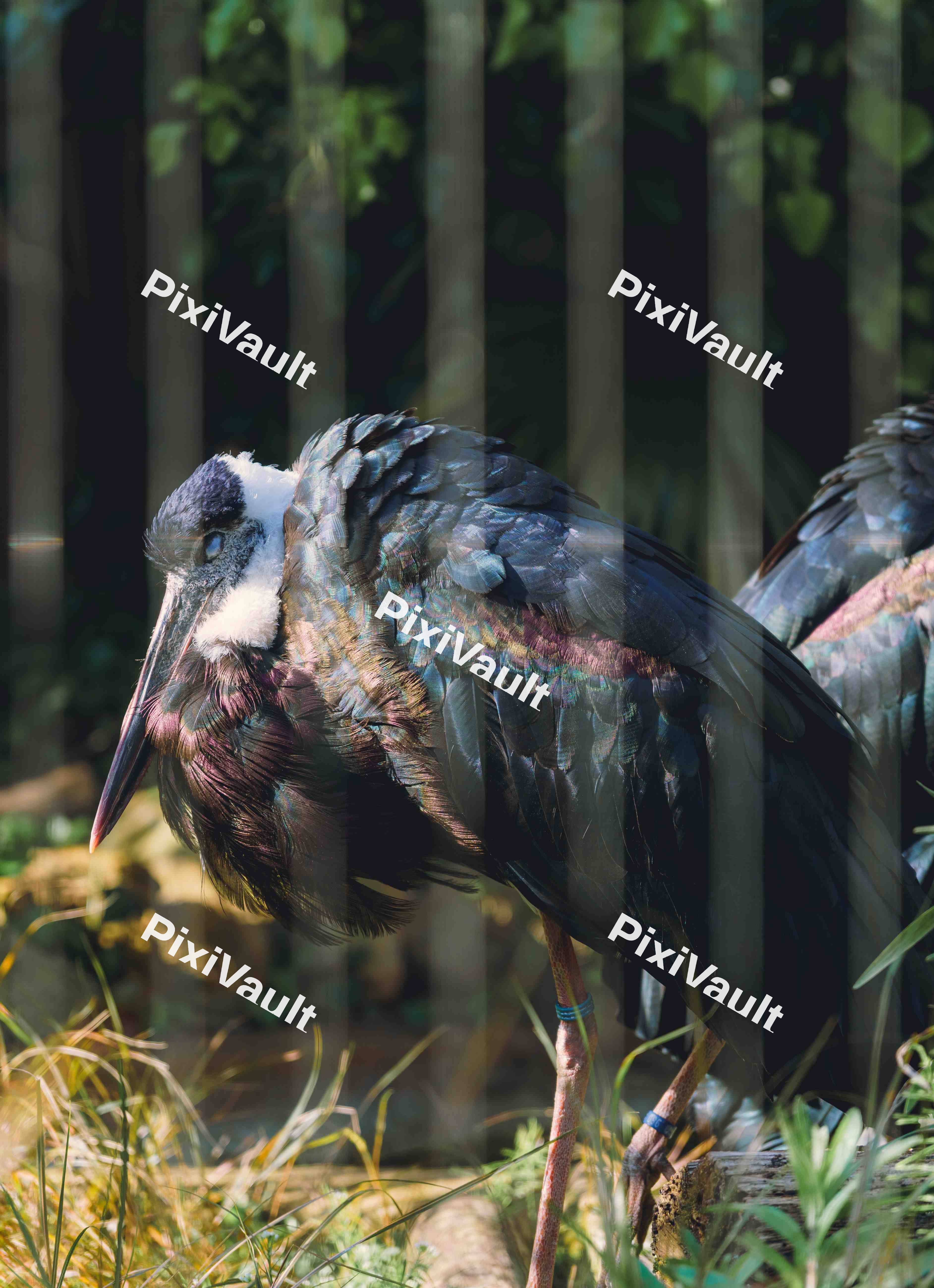 Wooly Necked Stork